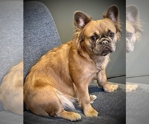 Mother of the French Bulldog puppies born on 12/07/2024