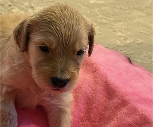 Medium Goldendoodle