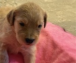 Puppy 8 Goldendoodle