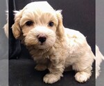 Puppy 3 Maltese-Poodle (Toy) Mix