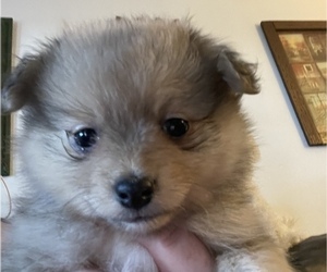 Maltipom Puppy for sale in VANCOUVER, WA, USA