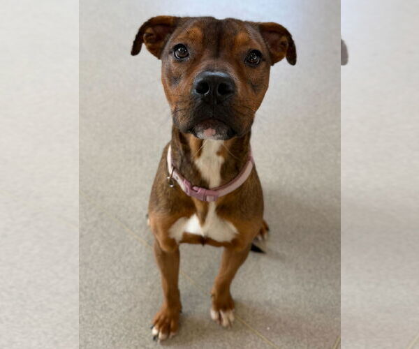 Medium Photo #3 Mutt Puppy For Sale in Jefferson, WI, USA