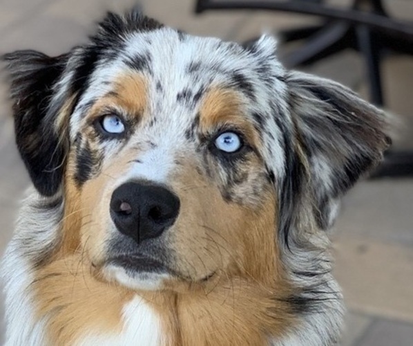 Medium Photo #1 Australian Shepherd Puppy For Sale in FONTANA, CA, USA