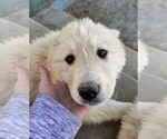 Small Photo #9 Golden Pyrenees Puppy For Sale in WELLINGTON, CO, USA