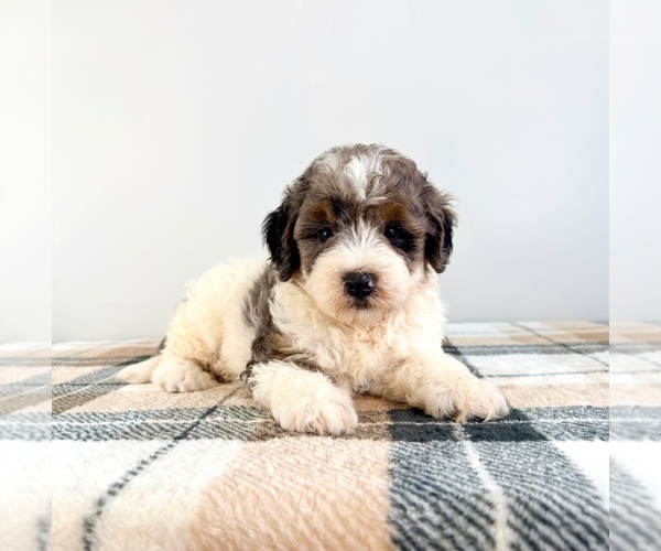 Medium Photo #2 Bernedoodle (Miniature) Puppy For Sale in GREENFIELD, IN, USA