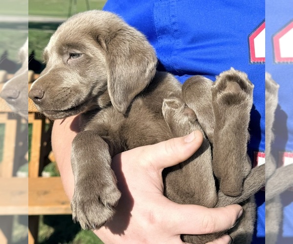 Medium Photo #15 Labrador Retriever Puppy For Sale in DELEVAN, NY, USA