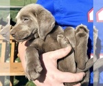Small #14 Labrador Retriever