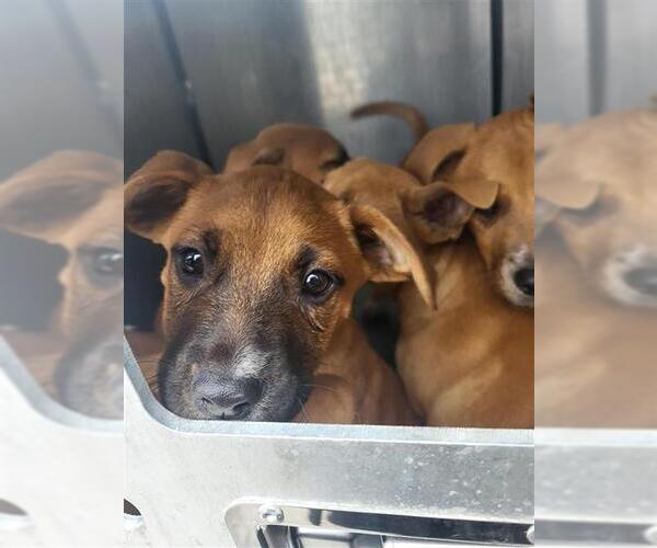 Medium Photo #1 Boxer Puppy For Sale in San Antonio, TX, USA