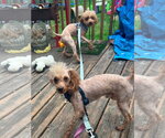 Small #1 Poodle (Miniature) Mix