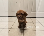 Puppy White collar Dogue de Bordeaux