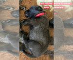 Small Photo #13 Belgian Malinois Puppy For Sale in CHANDLER, AZ, USA