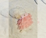 Small Photo #4 Bichon Frise Puppy For Sale in FAYETTEVILLE, NC, USA