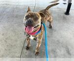Small #1 Staffordshire Bull Terrier