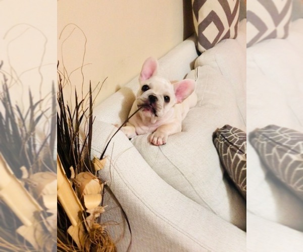 Medium Photo #7 French Bulldog Puppy For Sale in CLEARWATER, FL, USA