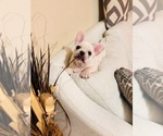 Small Photo #7 French Bulldog Puppy For Sale in CLEARWATER, FL, USA