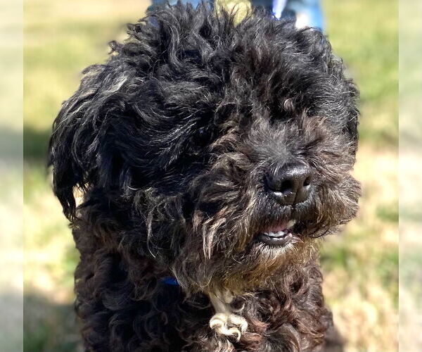 Medium Photo #5 Shih Tzu Puppy For Sale in Pacolet, SC, USA