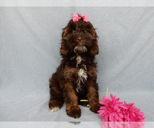 Cockapoo Puppy for sale in MILLERSBURG, OH, USA