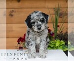 Small #5 Goldendoodle
