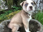 Puppy 2 Siberian Husky-Staffordshire Bull Terrier Mix