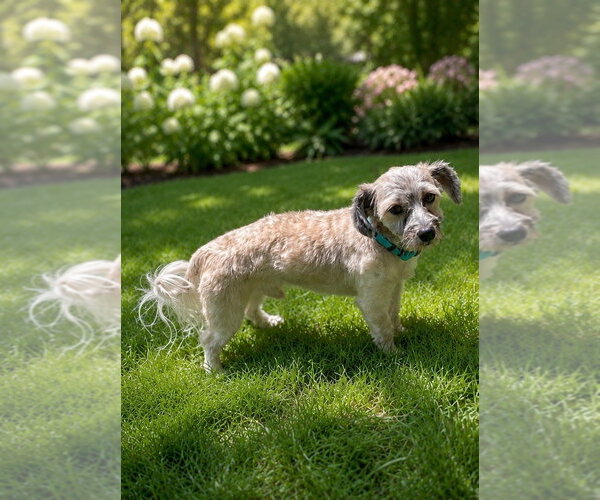 Medium Photo #1 Havanese Puppy For Sale in Omaha, NE, USA