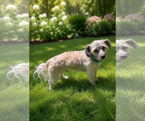 Havanese Dogs for adoption in Omaha, NE, USA
