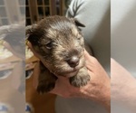 Small #3 Schnauzer (Miniature)