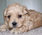 Small #3 ShihPoo