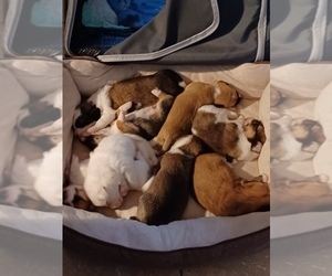 Cojack Puppy for sale in HENRICO, VA, USA