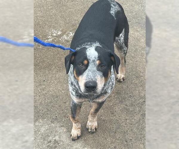 Medium Photo #1 Mutt Puppy For Sale in Houston, TX, USA