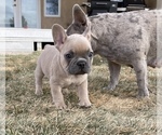 Small #6 French Bulldog