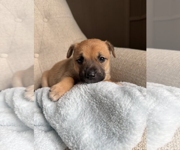 Medium Photo #1 American Staffordshire Terrier-Unknown Mix Puppy For Sale in Holly Springs, NC, USA