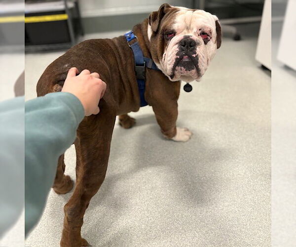 Medium Photo #1 Bulldog Puppy For Sale in Boston, MA, USA