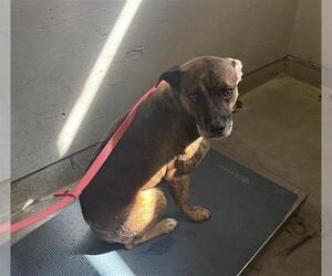 Mutt Dogs for adoption in Camarillo, CA, USA