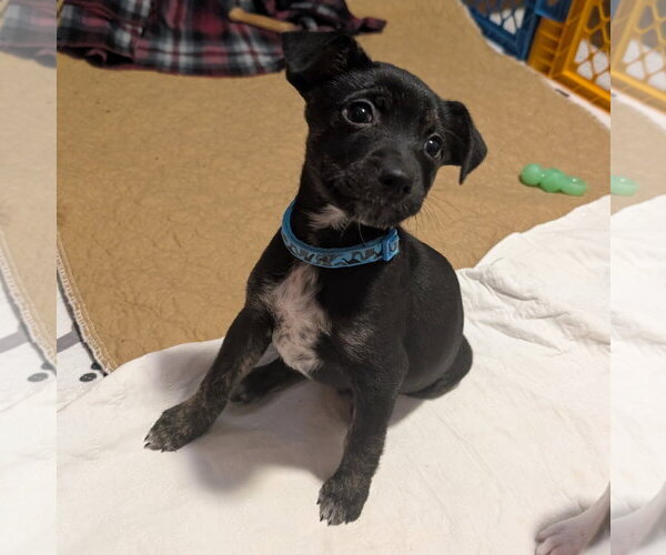 Medium Photo #3 Mutt Puppy For Sale in Brooklyn Center, MN, USA