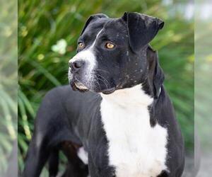 *ANTONIO - Male Boxer-Unknown Mix Dog for Adoption - Photo #2
