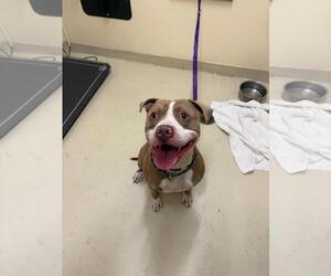 American Pit Bull Terrier Dogs for adoption in Fremont, CA, USA