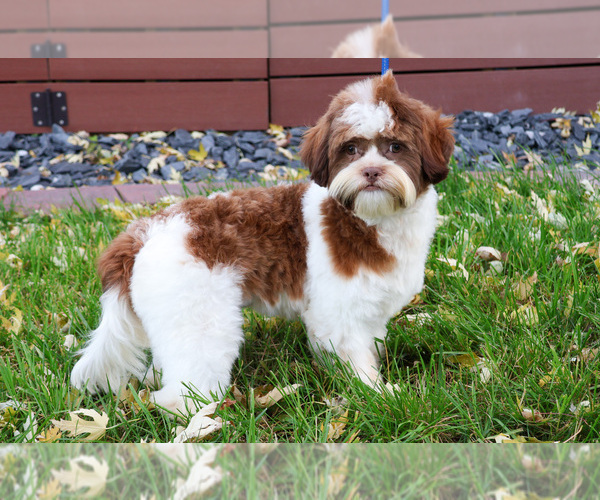 Medium Photo #7 Havashu Puppy For Sale in SYRACUSE, IN, USA