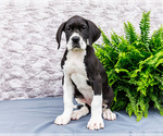 Small #5 Great Dane