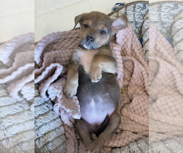 Medium Photo #3 Labrador Retriever-Unknown Mix Puppy For Sale in Sandy, UT, USA