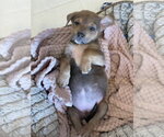 Small Photo #3 Labrador Retriever-Unknown Mix Puppy For Sale in Sandy, UT, USA