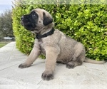 Small Photo #4 Mastiff Puppy For Sale in HOCKLEY, TX, USA