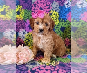 Cock-A-Poo Puppy for sale in ELKTON, MD, USA