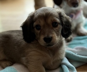 Dachshund Puppy for sale in LANEXA, VA, USA