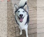 Small #1 Siberian Husky