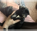 Small Photo #3 Frenchie Pug Puppy For Sale in BLOOMINGTON, IL, USA