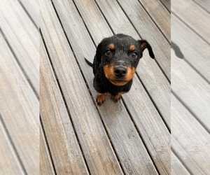 Rottweiler Puppy for sale in HAGERSTOWN, MD, USA