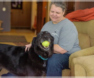 Cardi - Female Shepradors Dog for Adoption - Photo #7