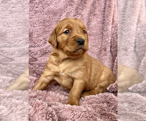 Golden Retriever Puppy for sale in DELTA, CO, USA