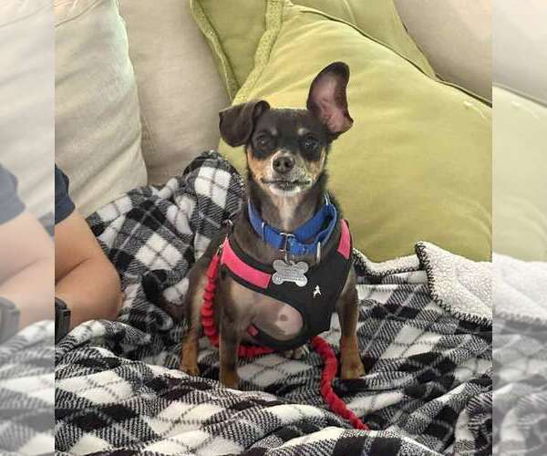 Medium Photo #6 Chihuahua-Unknown Mix Puppy For Sale in Kennesaw, GA, USA