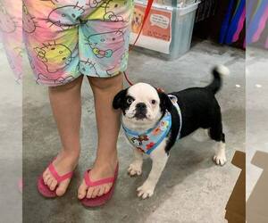 Pug Puppy for sale in Abilene, KS, USA